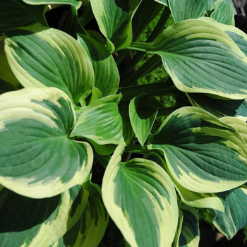 Visuel 1 du produit Hosta 'First Frost - Le pot de 2 litres
