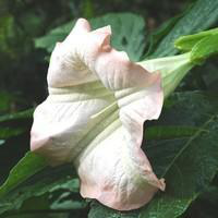 Visuel 1 du produit Dature Brugmansia - Le pot de 6 litres