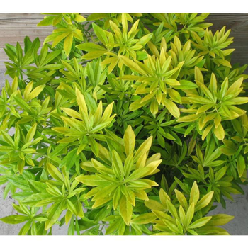 Visuel 1 du produit Choisya Ternata Goldfingers – Pot de 7,5L