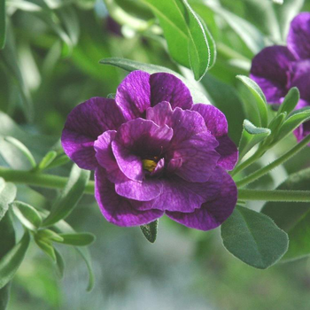 Visuel 1 du produit Calibrachoa (mini Pétunia) à fleurs doubles multicolores - La barquette de 6 plants
