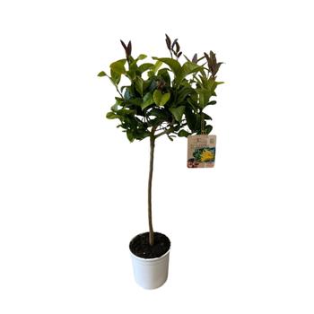Visuel 1 du produit Cédratier main de Bouddha zéro résidus. Le pot de 9 litres, forme 1/2 tige