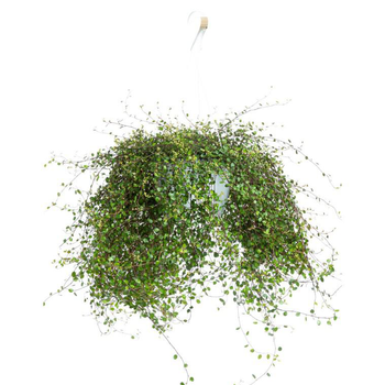 Visuel 1 du produit Mulenbeckia - La suspension