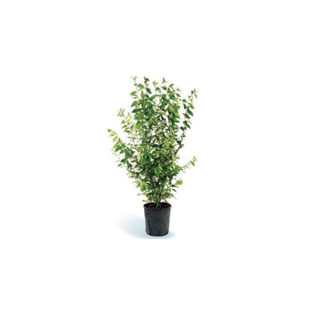 Visuel 1 du produit LIGUSTRUM JAPONICUM