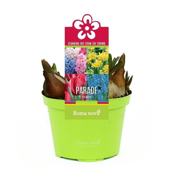 Visuel 1 du produit Bulbes variés - Le pot de 1 litre