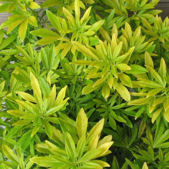 Visuel 1 du produit Oranger du Mexique Goldfingers (Choisya Ternata). Le pot de 8 litres