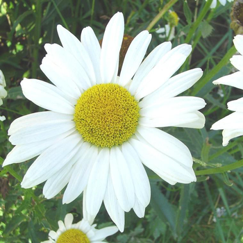 Visuel 1 du produit Leucanthemum Superbum Daisy May - Le pot de 4 litres