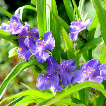 Visuel 1 du produit Ephémère de Virginie blue stone bleue en pot de 2 L