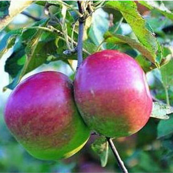 Visuel 1 du produit Pommier Melrose. Le pot de 10 litres forme gobelet