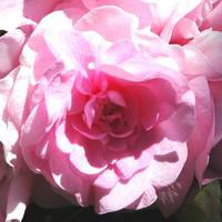 Visuel 1 du produit Impatiens à fleurs doubles - Le pot de 10.5 cm