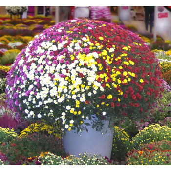 Visuel 1 du produit Chrysanthème multifleurs - Le pot de 20 litres