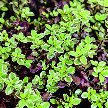 Visuel 1 du produit Pittosporum tenuifolium Bannow Bay en pot de 7,5 L