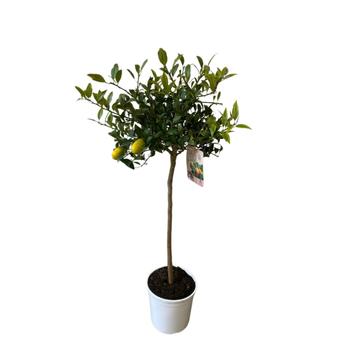 Visuel 1 du produit LIMEQUAT