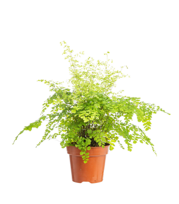 Visuel 1 du produit Fougère capillaire (cheveux de Vénus) vert. Le pot Ø 14 cm