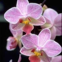 Visuel 1 du produit Orchidée Phalaénopsis Optifriend 2 branches. Le pot de Ø 7 x H 20 cm