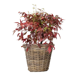 Visuel 1 du produit Nandina Domestica Obsessed ou bambou sacré rouge en pot de 5 L