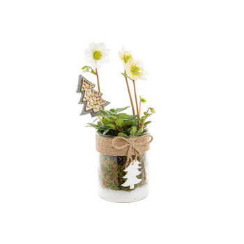 Visuel 1 du produit Hellebore Verrerie Sapin