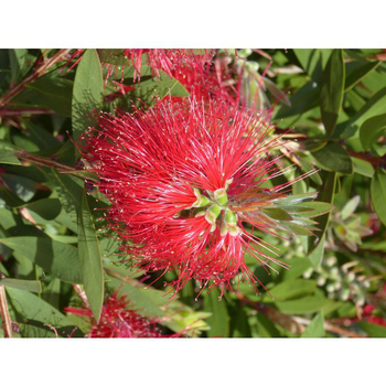 Visuel 1 du produit Callistemon Vimimalis Red Star en pot