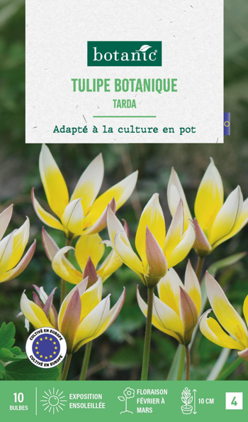 Visuel 1 du produit Tulipe species tarda botanic® - 10 bulbes