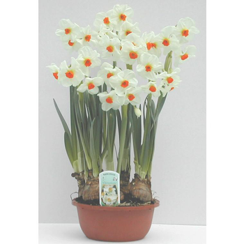 Visuel 1 du produit Narcisse de Collection - La coupe de 16 cm