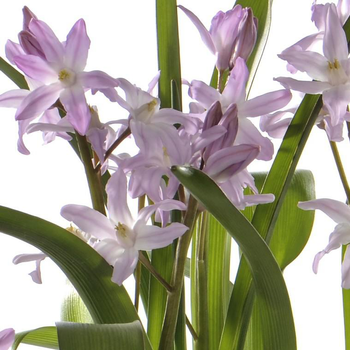 Visuel 1 du produit Chinodoxa - Le pot de 1 litre