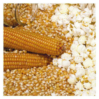 Visuel 2 du produit Maïs Pop Corn Robust Bio. Le pot de 1 litre