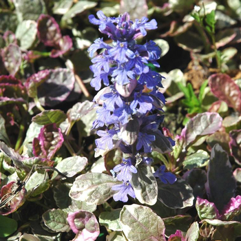 Visuel 1 du produit Bugle rampant - Le pot de 1 litre