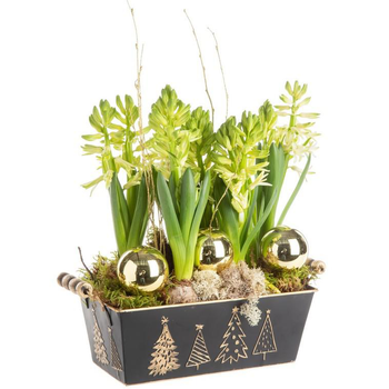 Visuel 1 du produit Composition de Noël 6 jacinthes multicolore pot en zinc noir et or