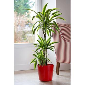 Visuel 1 du produit Dracaena Lemon Lime 2 pieds. Le pot de Ø 19 cm