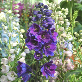 Visuel 1 du produit Delphinium - Le pot de 5 litres