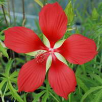 Visuel 1 du produit Hibiscus Coccineus - Le pot de 4 litres