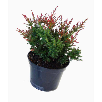 Visuel 1 du produit Podocarpus Lawrencei Red Tip 40/50 en pot de 5 L vert