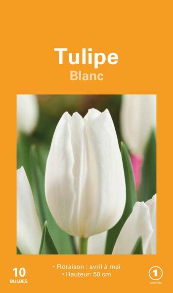 Visuel 1 du produit Tulipe blanche en mélange botanic® - 10 bulbes