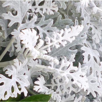 Visuel 1 du produit Cinéraire maritime - Le pot de 2,5 litres