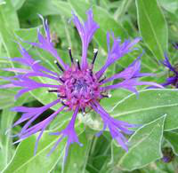 Visuel 1 du produit Centaurée vivace - Le pot de 10,5 cm