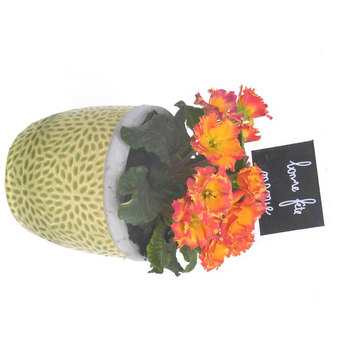 Visuel 1 du produit Primevère des jardins - Avec cache pot