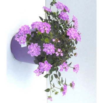 Visuel 1 du produit Lantana sellowiana tapissant - Le pot de 1 litre