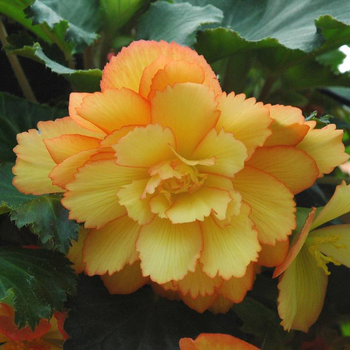 Visuel 1 du produit Bégonia Tubéreux à fleurs multicolores - Le pot Ø 10,5 cm