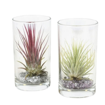 Visuel 1 du produit Tillandsia vert en verrerie cylindre 10 cm