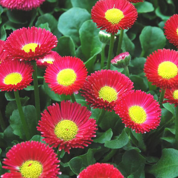 Visuel 1 du produit Pâquerette multicolore. La barquette de 6 plants