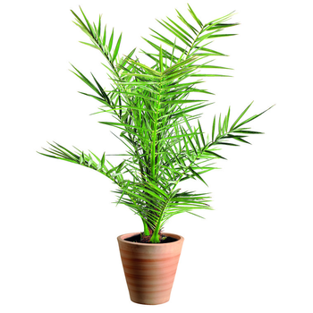 Visuel 1 du produit PHOENIX CANARIENSIS