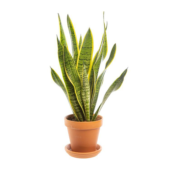 Visuel 1 du produit Sansevieria Laurentii avec cache-pot en terre cuite Ø 16 cm