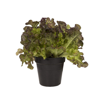 Visuel 1 du produit Pot 11cm Green Basics 11 cm Elho noir