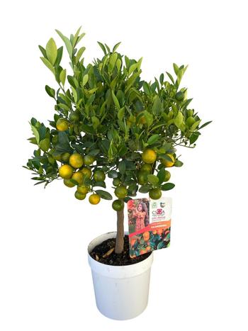 Visuel 1 du produit Calamondin. Le pot de 5 litres, forme 1/4 tige