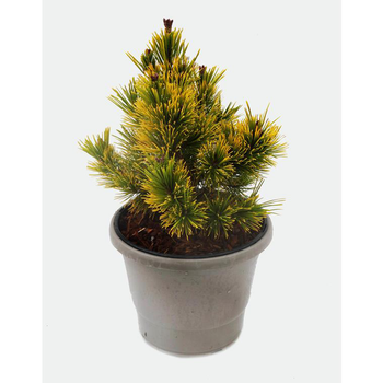 Visuel 1 du produit Pinus Mugo Winter Gold (Pin nain doré des montagnes) 25/30 en pot de 5 L jaune