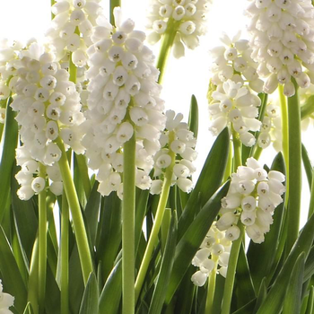 Visuel 1 du produit Muscari blanc - Le pot de 10,5 cm