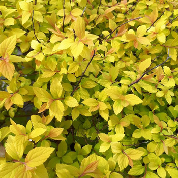 Visuel 1 du produit Spirée Japonaise Gold Mound. Le pot de 5 litres