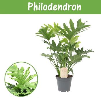 Visuel 1 du produit Philodendron Little Hope. Le pot de Ø 17 x H 60 cm, forme ramifiée