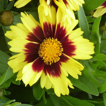 Visuel 1 du produit Coreopsis Uptick - Le pot de 5 litres