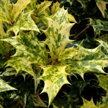 Visuel 1 du produit Osmanthus Burkwoodii extra en pot de 10 L