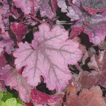 Visuel 1 du produit Heuchera 'Sugar Plum' ® - Le pot de 2 litres